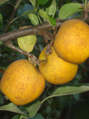 Pitmaston Pine Apple