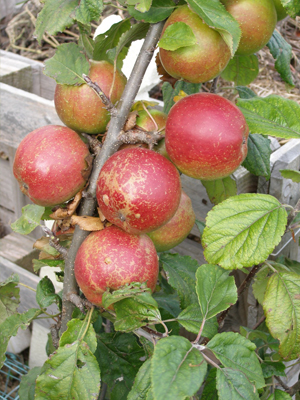 Tupstones Apple
