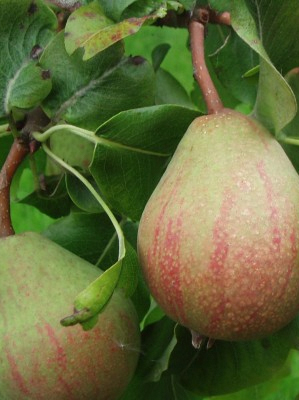 Three Counties Perry