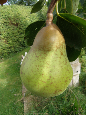 Pitmaston Duchess Pear
