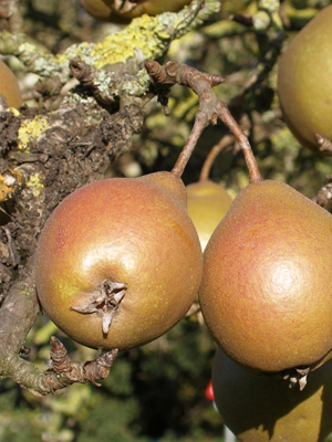 Worcester Black Pear