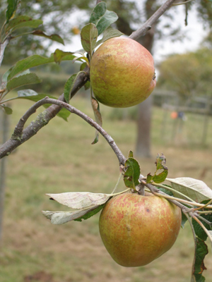 Newland Sack Apple